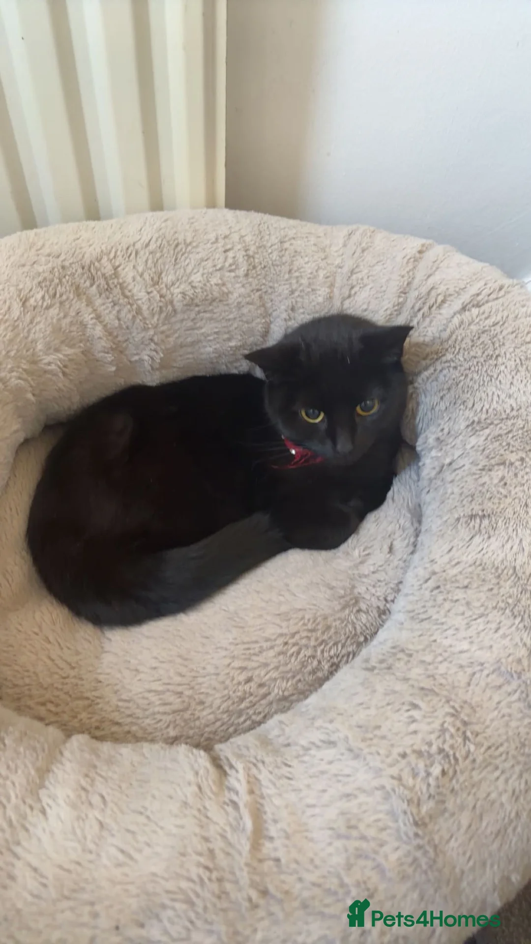 Domestic Shorthair cats for sale: 2 Year old All black domestic short hair in Sunderland - Advert 2