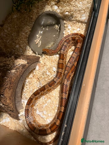 Corn Snake reptiles - Advert 1