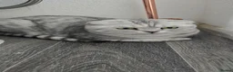 Scottish Fold cats for sale: Rare scottish fold female  - Advert 2