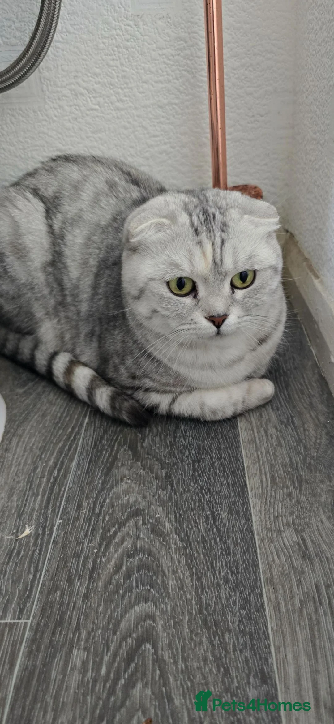 Scottish Fold cats for sale: Rare scottish fold female  - Advert 2