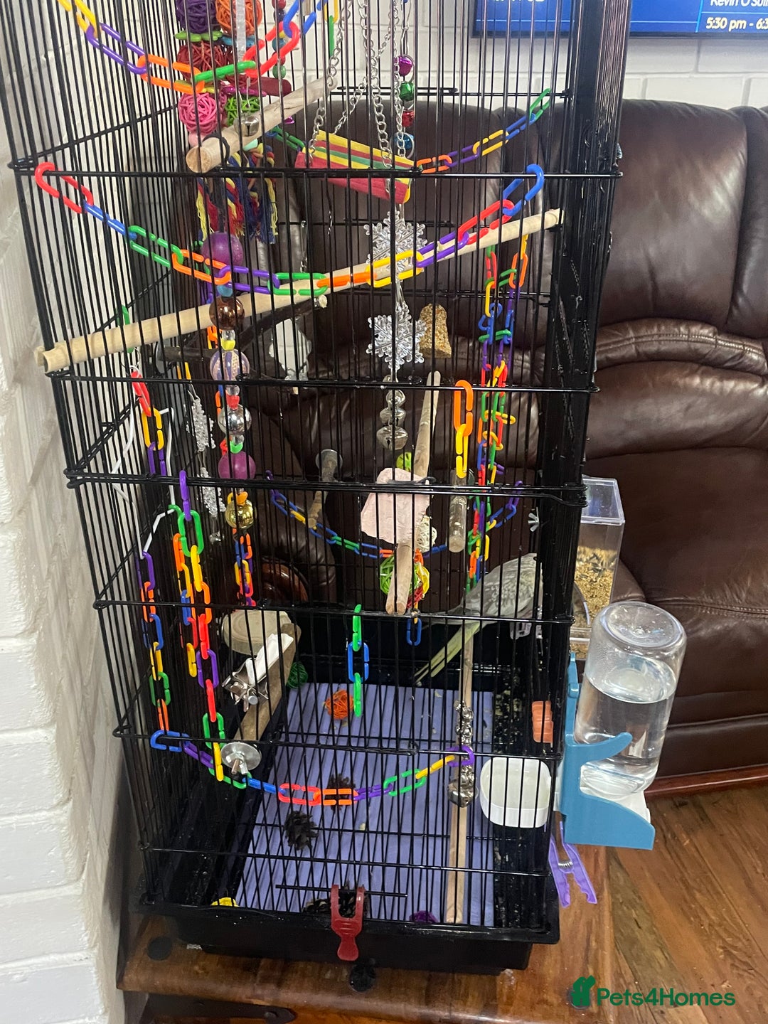 Cockatiels birds for sale: Baby pearl cockatiel hand tame and friendly  - Advert 20