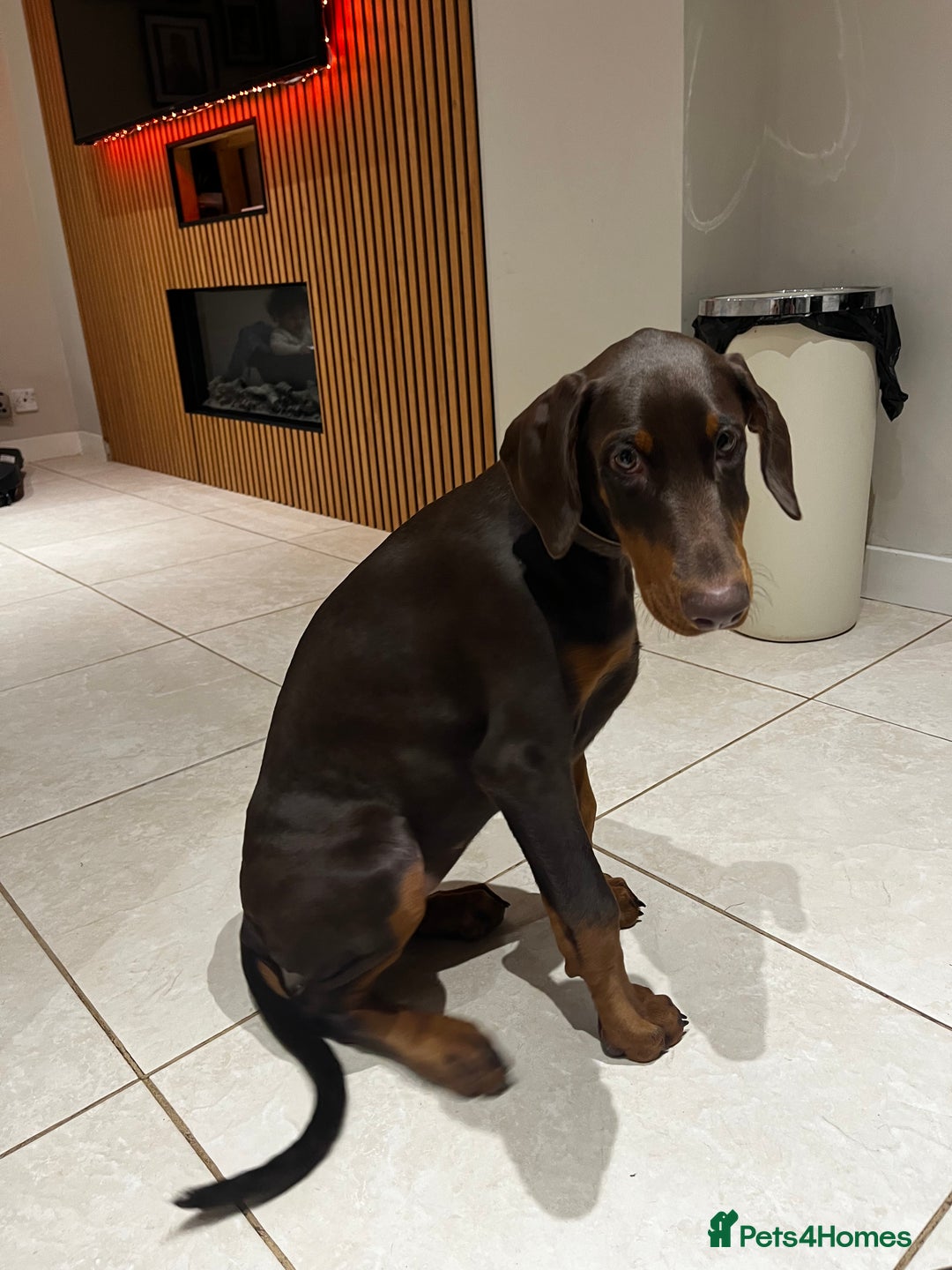 Dobermann dogs for sale: beautiful kc reg choc & Tan female 14 weeks 🏆  - Advert 3