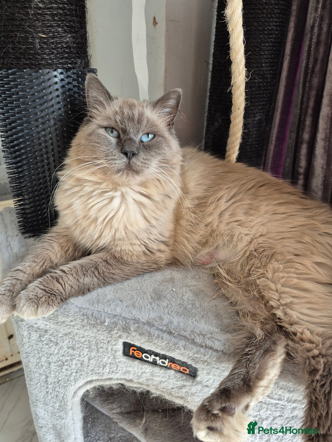Ragdoll cats for sale: TWO LEFT.*** SEAL MINK SEAL TABBY MINK - Image 9
