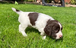 English Springer Spaniel dogs for sale: English Springer Spaniel puppies (2 lovely boys) - Image 10