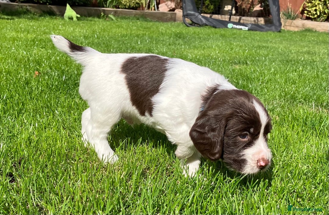 English Springer Spaniel dogs for sale: English Springer Spaniel puppies (2 lovely boys) - Image 10