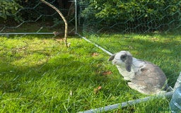 French Lop rabbits for sale: Super Lop Girl ! 🐰 - Advert 3