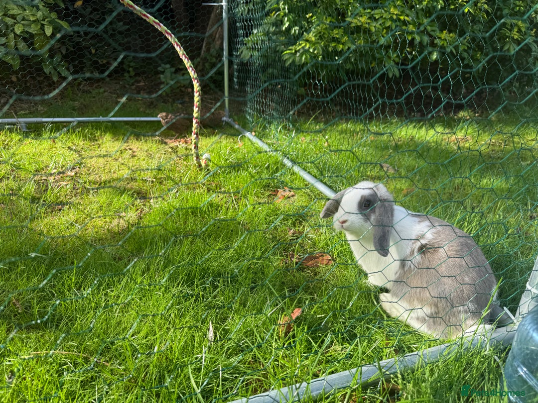 French Lop rabbits for sale: Super Lop Girl ! 🐰 - Advert 3