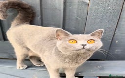 British Shorthair cats for sale: Beautiful Blue British Shorthair female cat QUEEN - Image 14