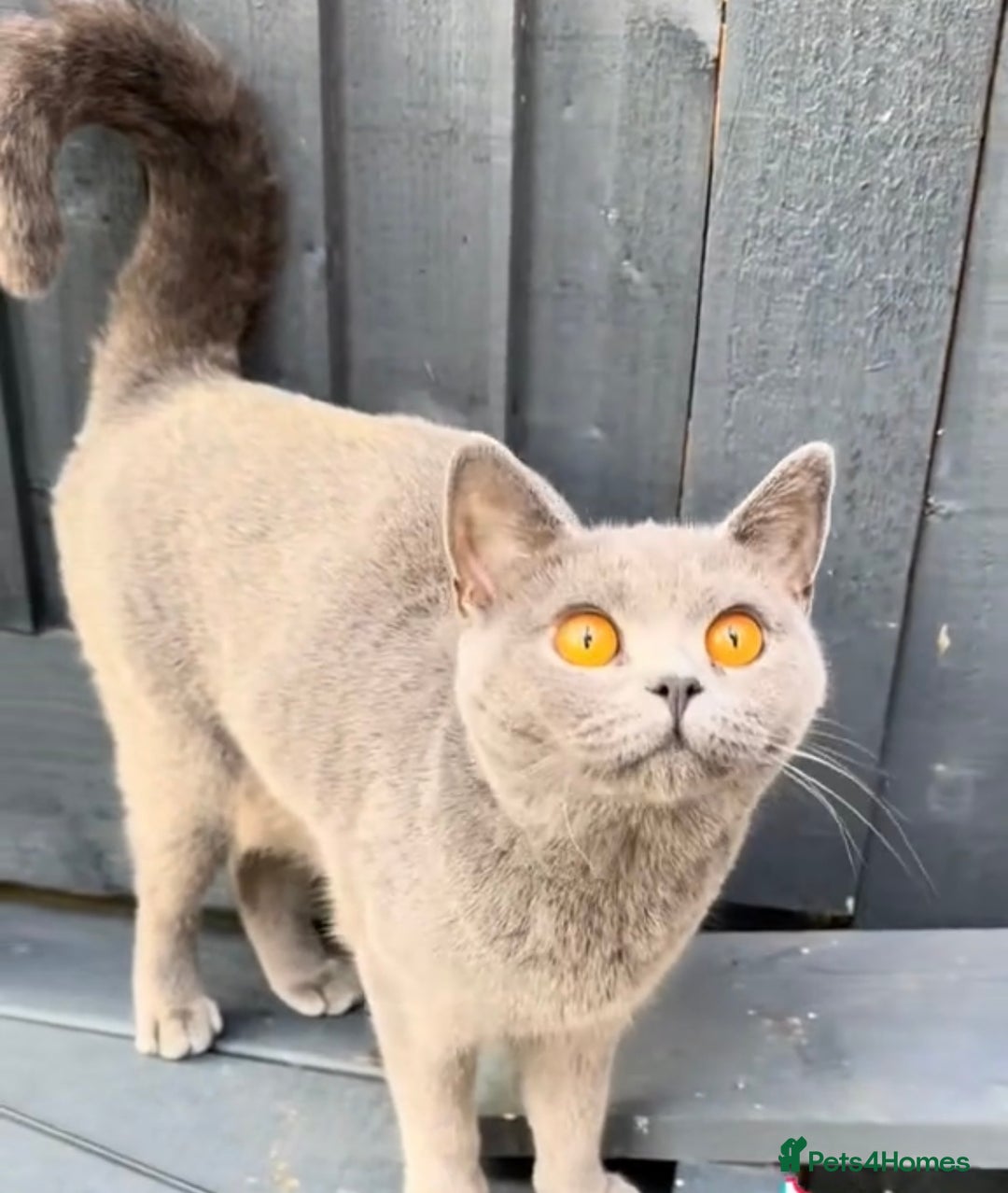 British Shorthair cats for sale: Beautiful Blue British Shorthair female cat QUEEN - Image 14