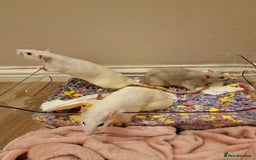 Rat rodents for sale: 3 female rats - Image 7