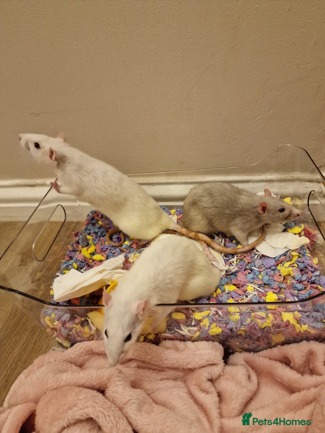 Rat rodents for sale: 3 female rats - Image 7