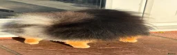 Pomeranian dogs for stud: KC X-Small BLACK & TAN STUD Available - Advert 4