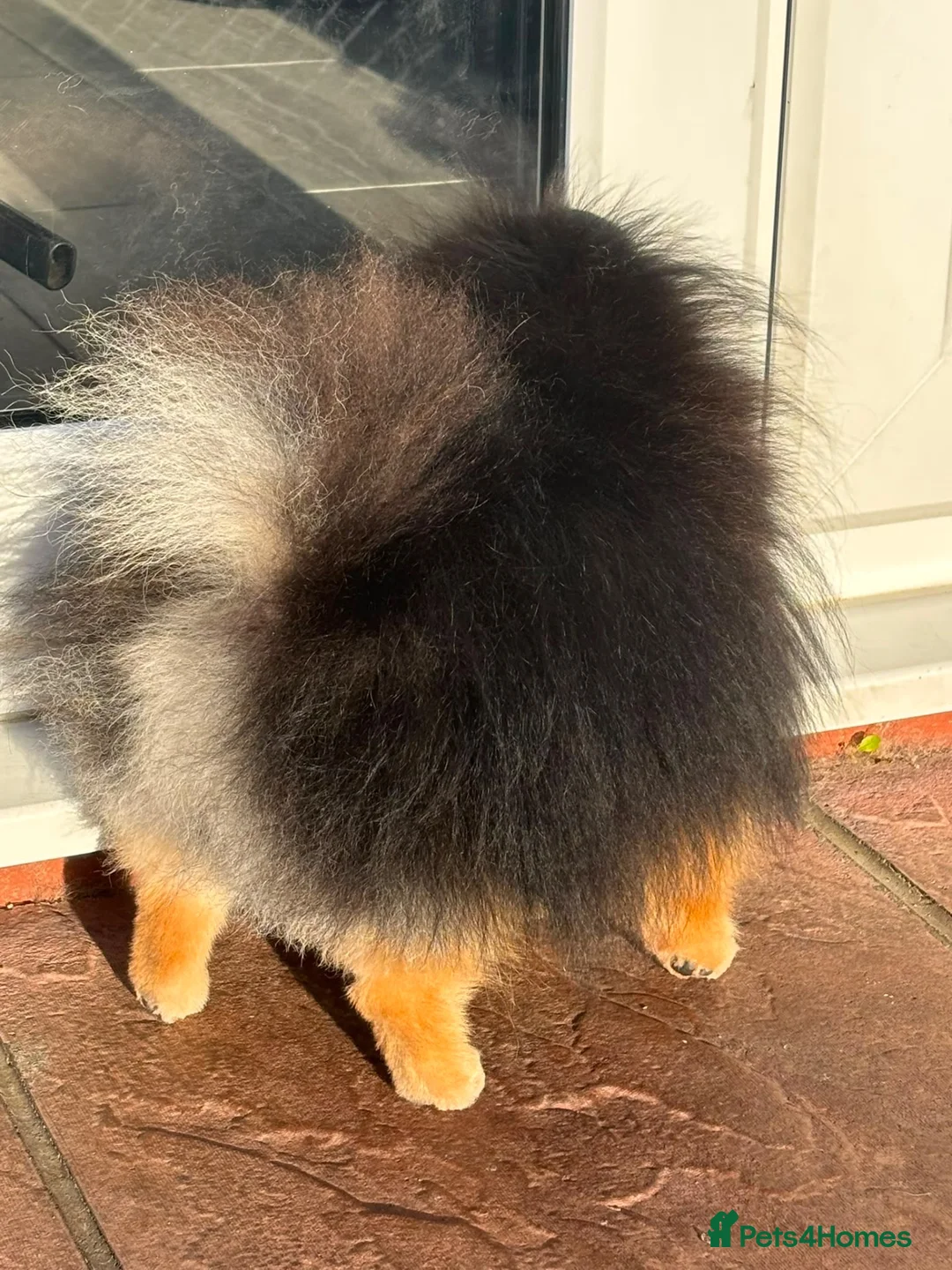 Pomeranian dogs for stud: KC X-Small BLACK & TAN STUD Available - Advert 4