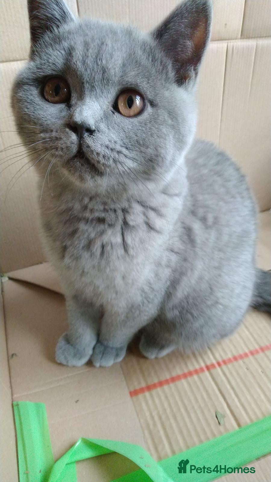 British Shorthair cats Blue British shorthairs kittens with GCCFpedigree - Advert 1