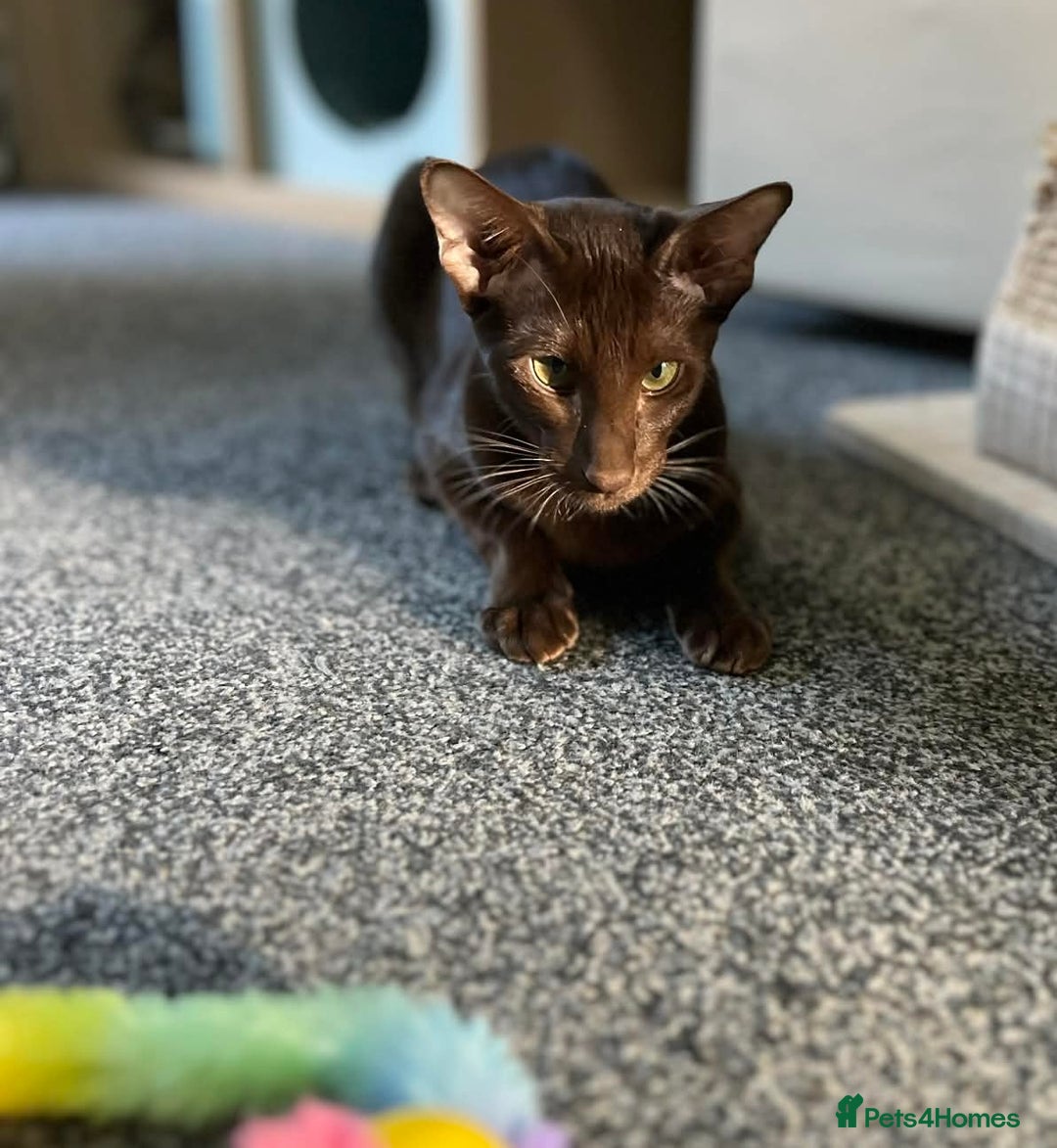 Oriental cats for sale: Havana Silky Coat Beauty  - Advert 5