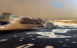 Maine Coon cats for sale: 1 GIRL / 5 BOYS - Image 21