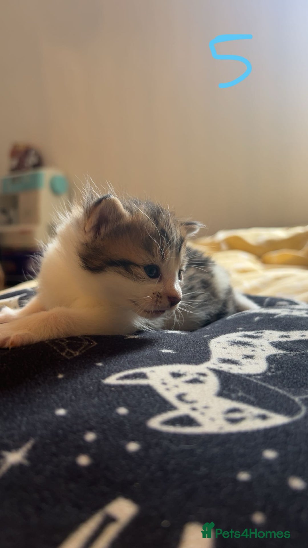 Maine Coon cats for sale: 1 GIRL / 5 BOYS - Image 21