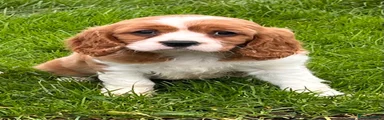 Cavalier King Charles Spaniel 2