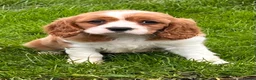Cavalier King Charles Spaniel dogs for sale: Beautiful cavalier King Charles puppies  - Advert 23