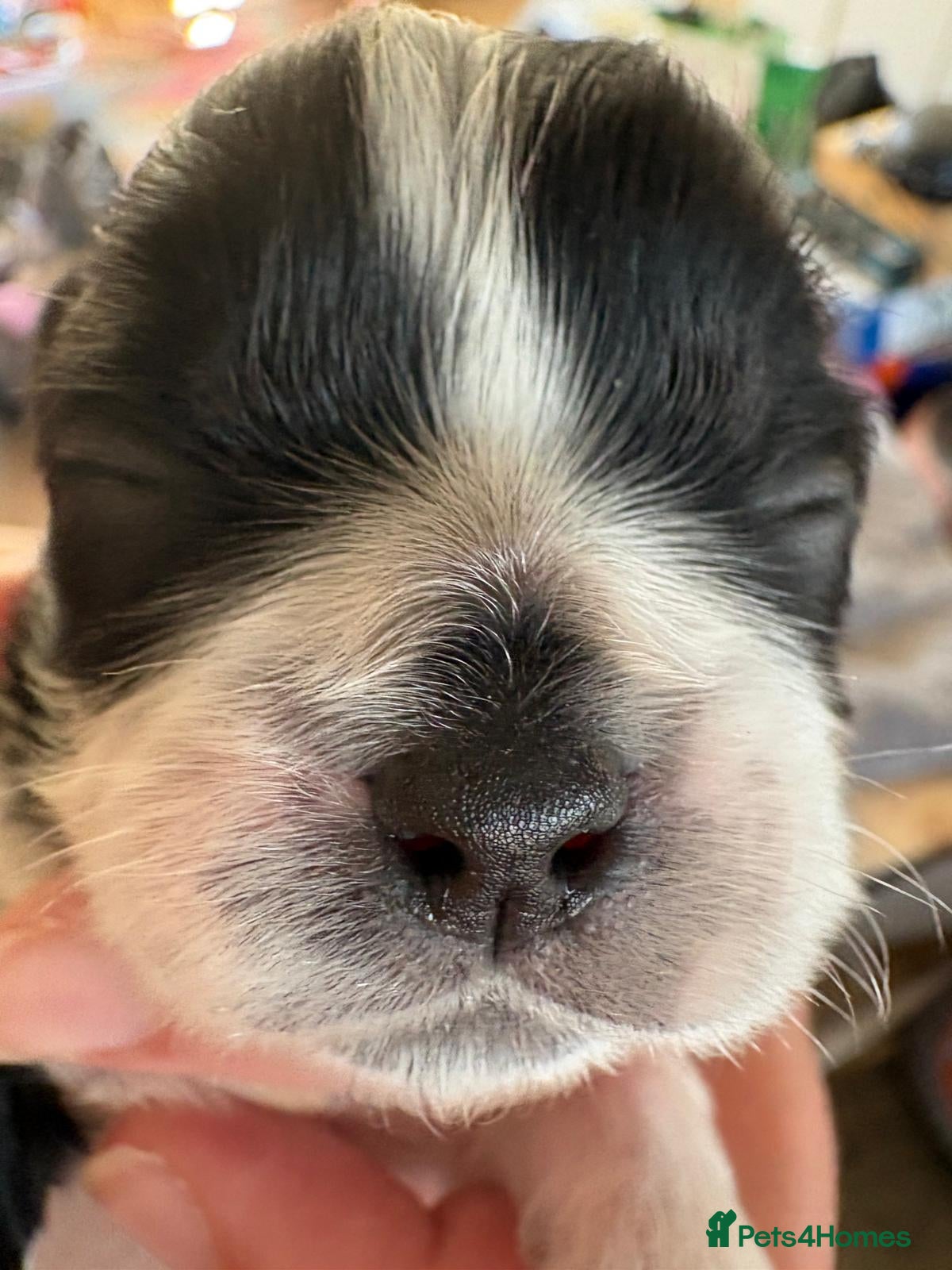 Shih Tzu dogs for sale: Shih Tzu Puppies From Small Imperial-Type Mum - Advert 11