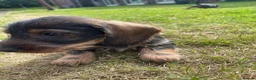 Dachshund dogs for sale: 3 beautiful boy wired haired sausages  - Advert 3