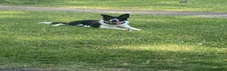 Border Collie dogs for stud: Border collie stud in London - Advert 3