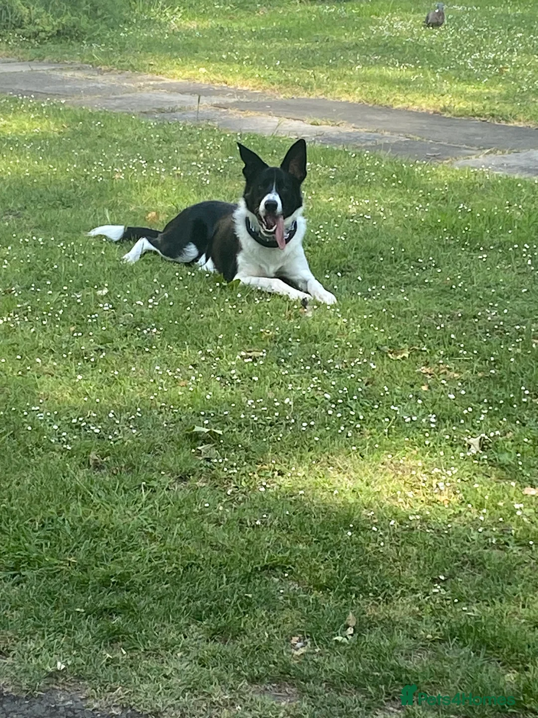 Border Collie dogs for stud: Border collie stud in London - Advert 3