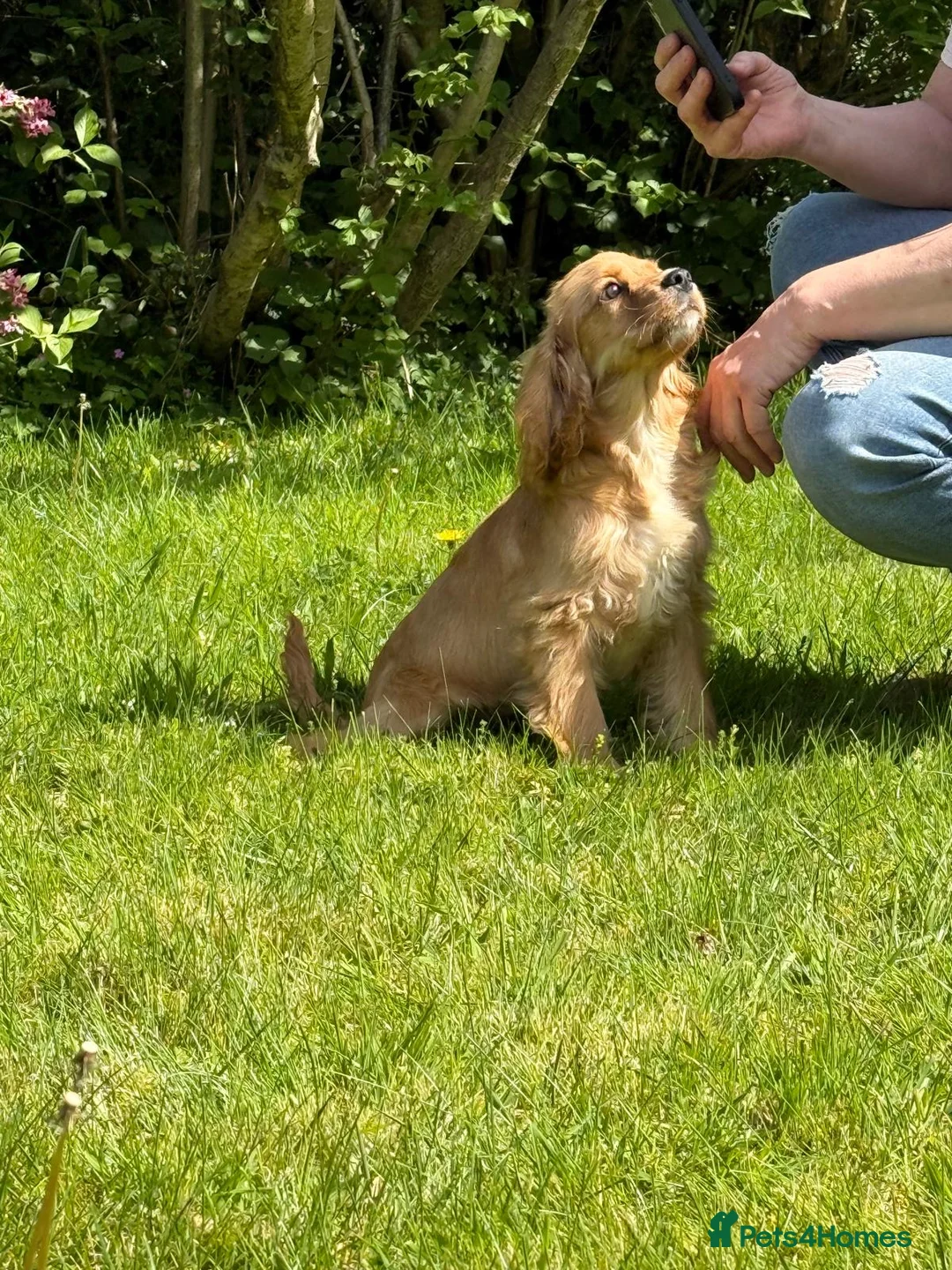 Cockalier dogs for sale: Fully vaccinated cockaliers - Advert 1