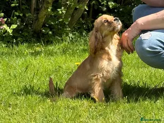 Cockalier dogs Fully vaccinated cockaliers - Advert 3