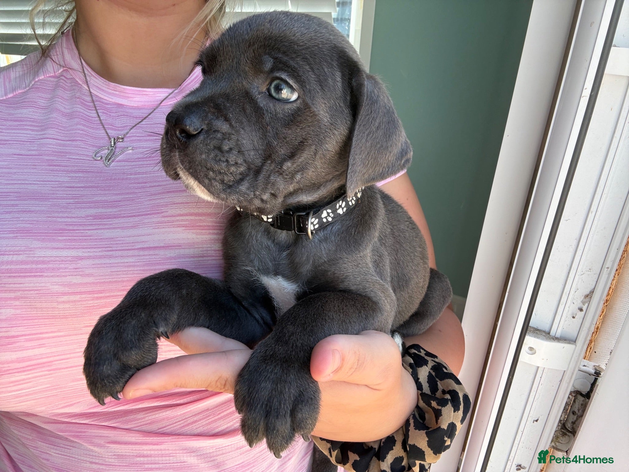Cane Corso dogs Formentino, brindle, grey cane Corsos 👀🏡❤️ - Advert 1