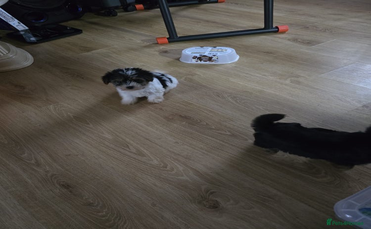 Yorkshire Terrier dogs - Advert 4