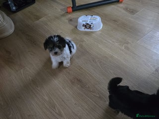 Yorkshire Terrier dogs - Advert 4