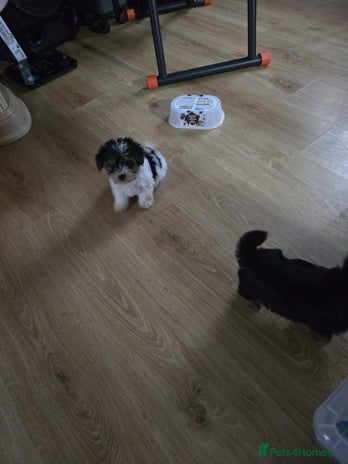 Yorkshire Terrier dogs - Advert 4