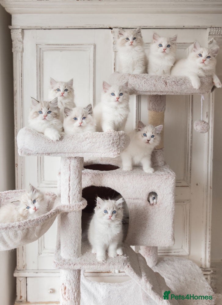 Ragdoll cats Best Bicolour Lynx Ragdoll kittens - Advert 1