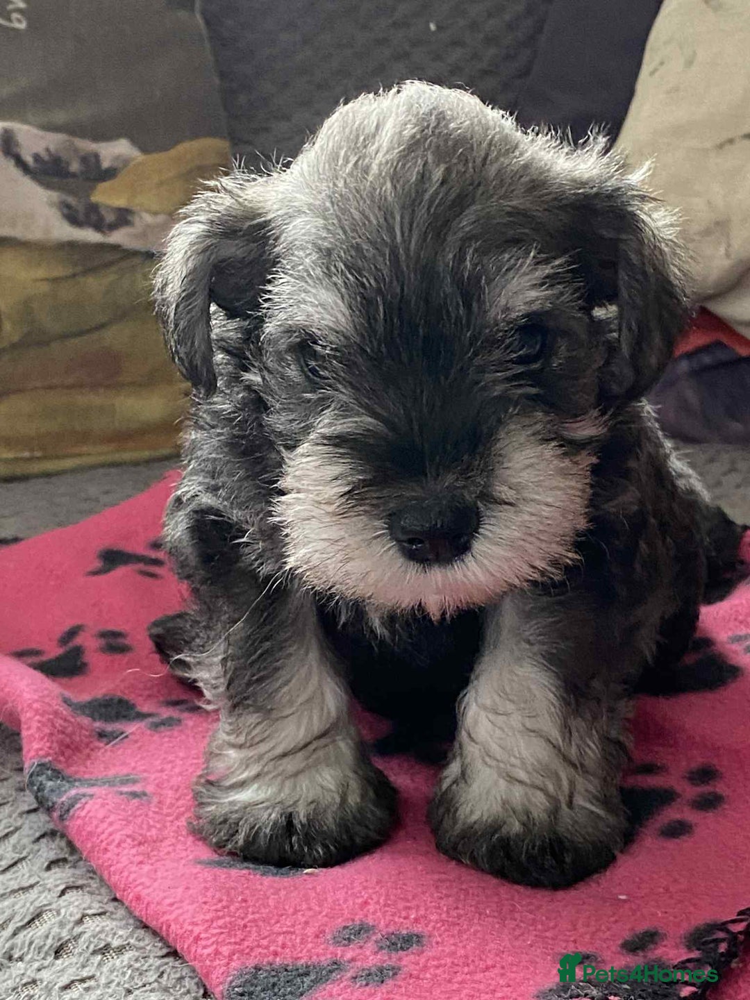 Miniature Schnauzer dogs for sale: 6 adorable Miniature schnauzer puppies  - Image 6