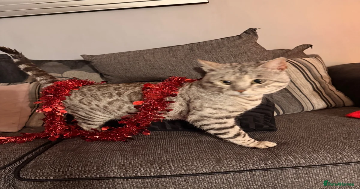 Snow Bengal Kittens for sale | Pets4Homes