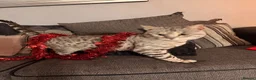 Bengal cats for sale: Silver snow bengal cat  in Kidderminster - Advert 1