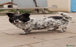 Mixed Breed dogs for adoption: 💖🐶 LYRA 🐶💖 - Image 14