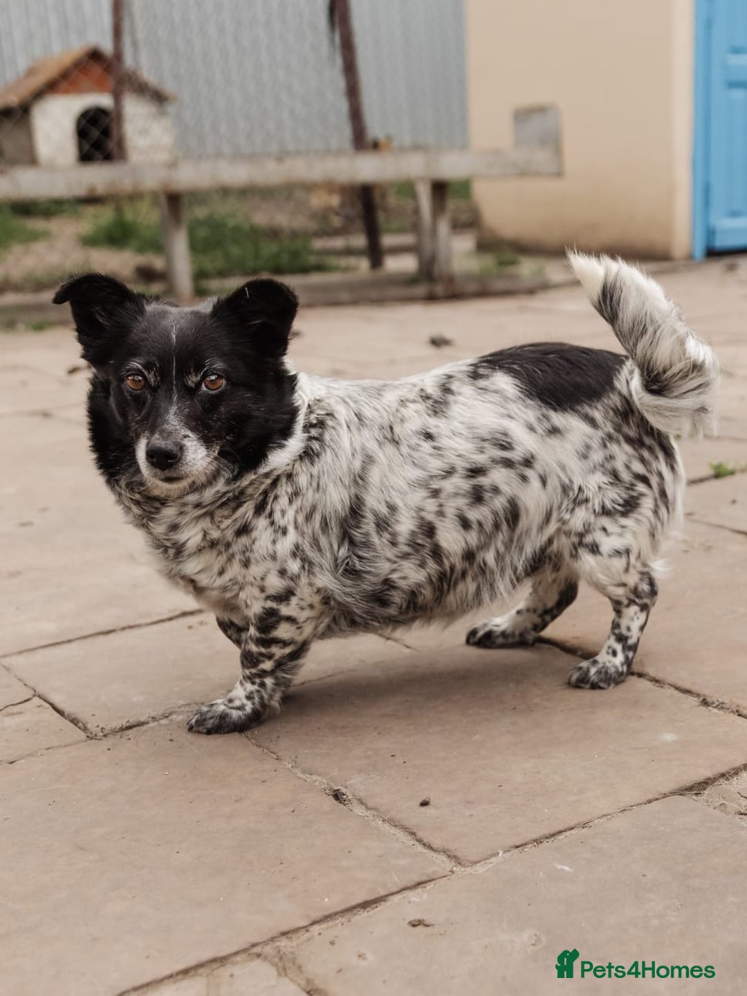 Mixed Breed dogs for adoption: 💖🐶 LYRA 🐶💖 - Image 14