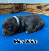 Sprocker dogs Fully Health Tested Sprocker Spaniel Puppies - Advert 15