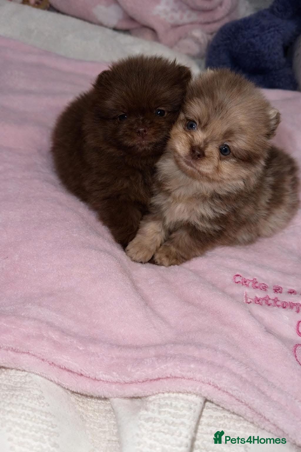 Pomeranian dogs Pomeranian puppy’s  - Advert 1