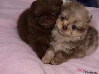 Pomeranian dogs Pomeranian puppy’s - Advert 1