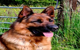 German Shepherd dogs for sale: Stunning KC Registered German Shepherd Puppies  - Image 10