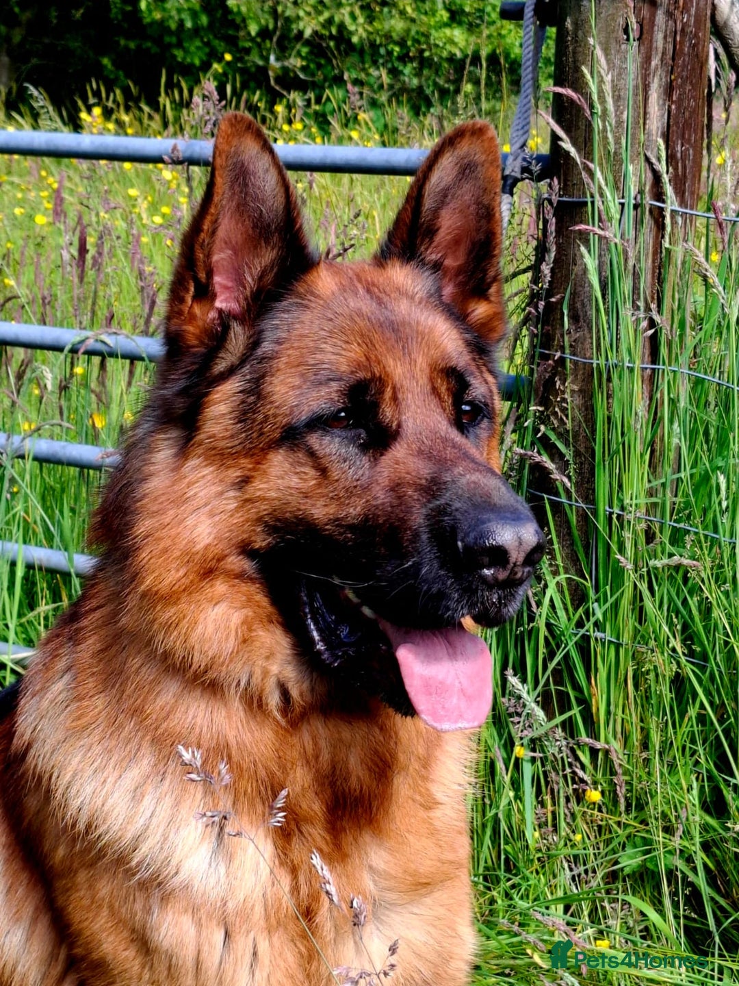 German Shepherd dogs for sale: Stunning KC Registered German Shepherd Puppies  - Image 10