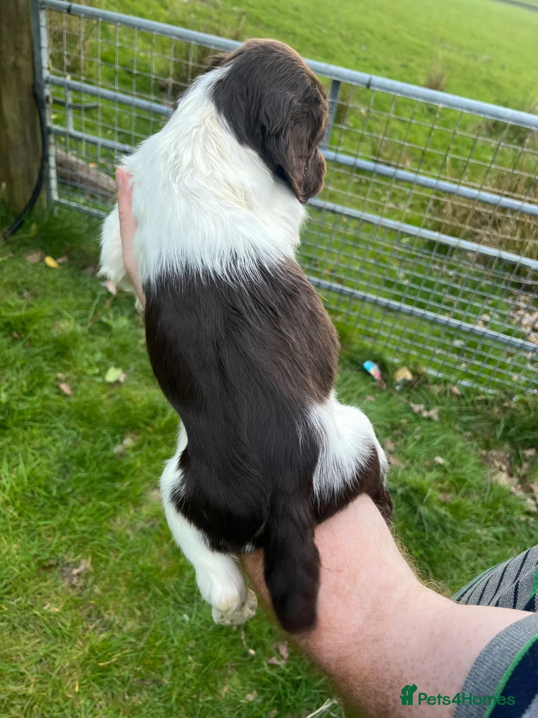 English Springer Spaniel dogs for sale: Ready Now!!! KC reg Springer Spaniel BOYS - Advert 40