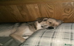Mixed Breed dogs for adoption: Winter ❄️  - Image 9