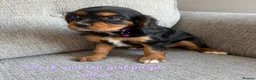 Cavalier King Charles Spaniel dogs for sale: Cavalier King Charles puppies  - Advert 11