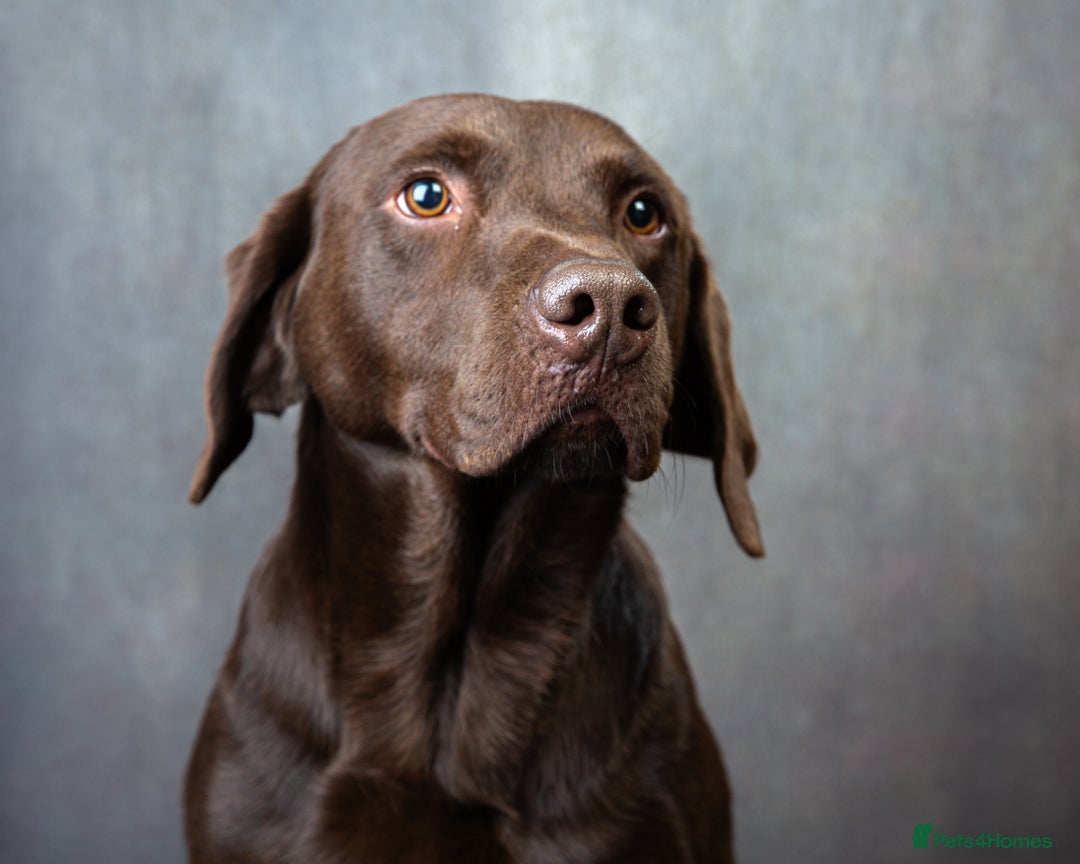 Labrador Retriever dogs for stud: KC REGISTERED CHOCOLATE STUD DOG  - Advert 5