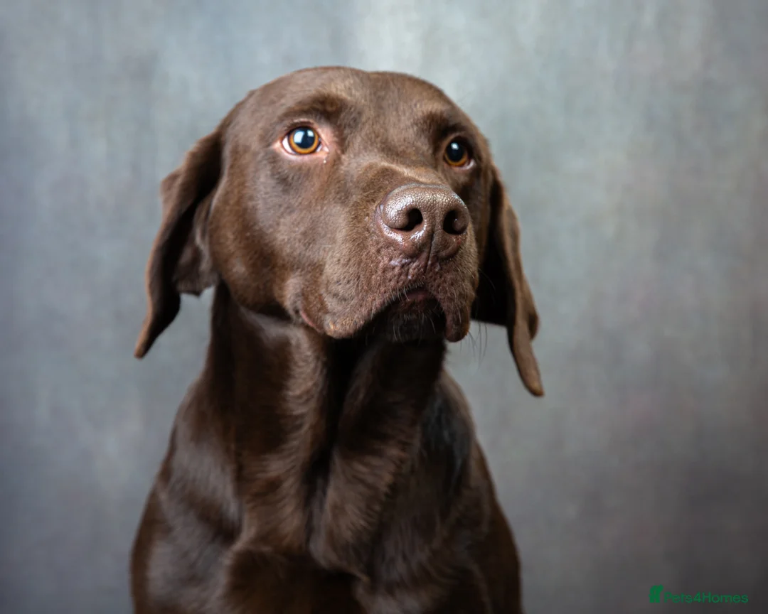 Labrador Retriever dogs for stud: KC REGISTERED CHOCOLATE STUD DOG  - Advert 5