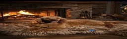 Cockapoo dogs for sale: F1 Cockapoo puppies - Advert 18
